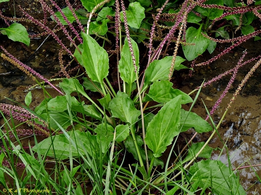 {Plantago cordata}